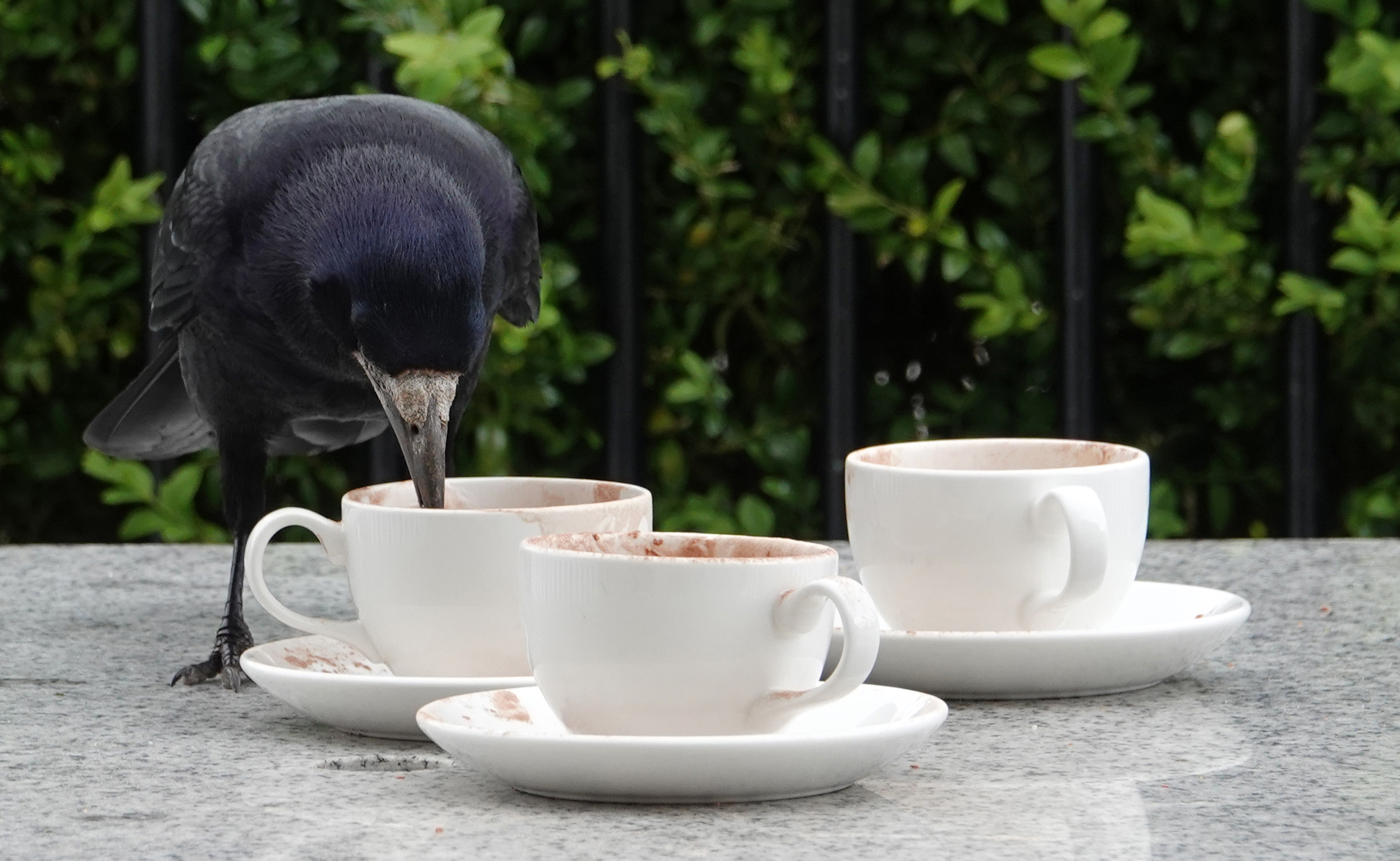 https://ratsassreview.net/wp-content/uploads/2021/03/Leonard-Gerald-Powerscourt-Ireland.jpg